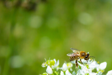 Honey bee apis mellifera on white flower while collecting pollen