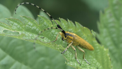 yellow beetle with long striped antennae on a leaf