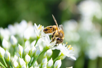 Honey bee apis mellifera on white flower while collecting pollen