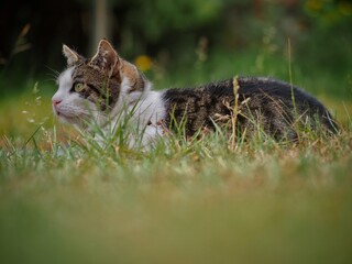Naklejka na ściany i meble Tabby Cat in Long Grass