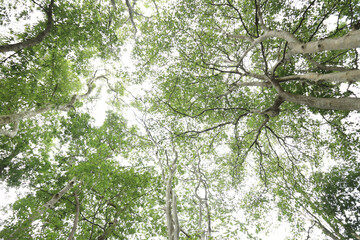The green trees top in forest