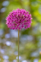 ornamental onion flower in a garden