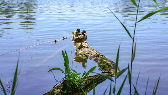 Two ducks sunbathing on an a dead tree trunk in a lake with reflections on the water surface (Krummer See, Brandenburg)
