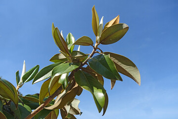 feuilles du magnolia