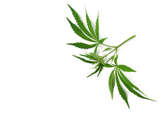 branch with green leaves of hemp is isolated on a white background