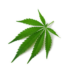green cannabis leaf isolated on white background, top view