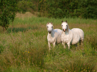 Two Native Ponies