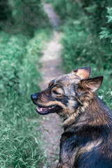 Funny yard dog sits on a trail in a summer forest. Vertical photo