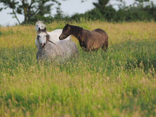 Herd of Ponies