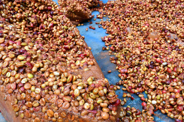 Coffee cherry dry process robusta in thailand