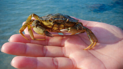 Sea inhabitant and sea beach