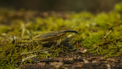 yellow weevil walks along the moss, summer