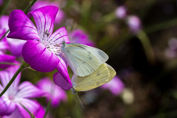 Mating Pieris rapae or cabbage butterflies.