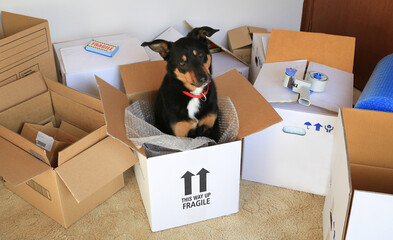 Cute Kelpie dog sitting in a cardboard packing box amongst other packing materials. 