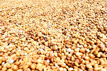 coffee premium dry and wet processed in thailand