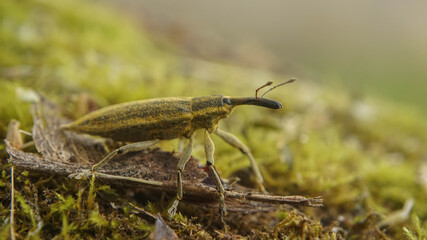 yellow weevil walks along the moss, summer