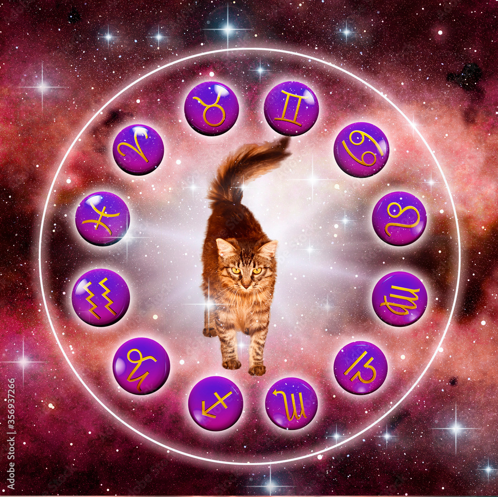 Wall mural zodiac symbols signs and mystic cat over universe background with stars and rays of light like astro