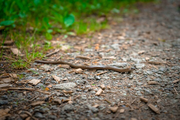 Blindschleiche auf einem Wanderweg bei Mitterfels im Bayerischen Wald