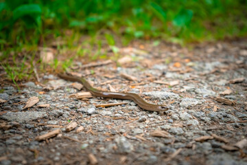 Blindschleiche auf einem Wanderweg bei Mitterfels im Bayerischen Wald