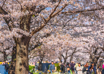 Japanese pink sakura cherry blossoms tree with people enjoying hanami spring festival in a bokeh background.