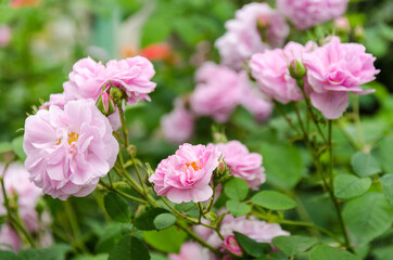 Fototapeta na wymiar pink tea roses