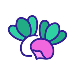 turnip vegetable icon vector. turnip vegetable sign. isolated color symbol illustration
