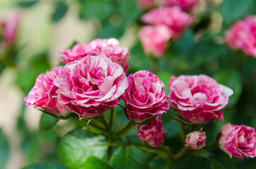 blossoming rose in garden