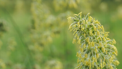flowering time of field grass, selective focus image