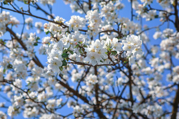 beautiful twigs of flowering trees in spring
