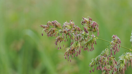 flowering time of field grass, selective focus image