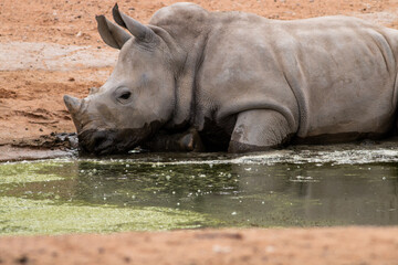 Obraz premium baby rhino playing in mud and water 