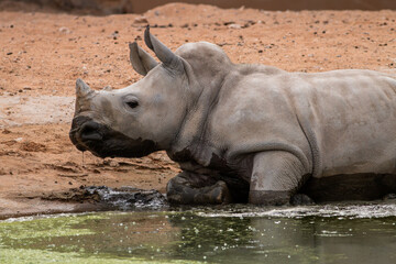 Naklejka premium Baby rhino playing in the water