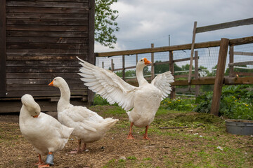 Geese graze in poultry yard on green grass. Home Organic Farm