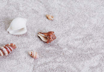 scattered seashells on the table