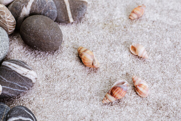 Fototapeta na wymiar scattered seashells on the table