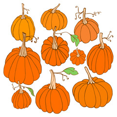Set of isolated hand drawn pumpkins on white background. 