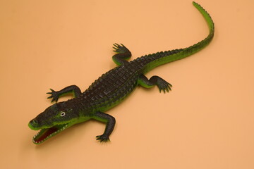 bearded dragon lizard