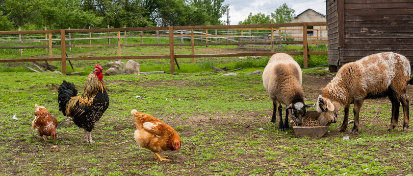 Countryside Landscape Whis Geese, Chickens, Turkeys Graze, Sheeps In Poultry Yard On Green Grass. Rural Organic Nature Animals Farm. Panoramic View, Banner