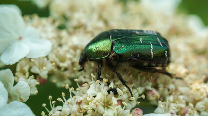 bright dung beetle collects pollen on white flowers