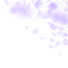 Violet flower petals falling down. Astonishing rom