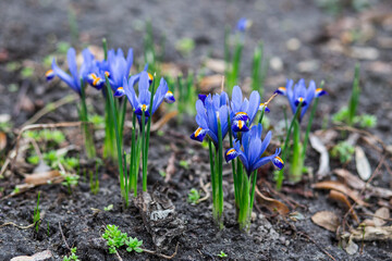 spring crocus flowers