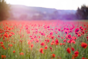 Poppy flowers in the sun.