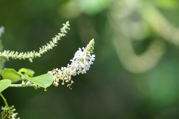 Blooming white flowers