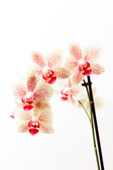 Obraz na płótnie Canvas Orchideenblüte