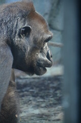 Obraz premium Gorilla - (Gorilla gorilla) in Frankfurt zoo