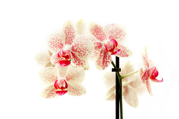 Orchideenblüte