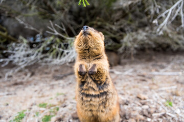 Quokka begging for food in the bush on Rottnest Island, Western Australia. Furry marsupial with cute paws