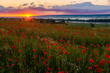 sunrise over the valley of blooming wild poppies, in the background the rising sun and beautiful morning fog