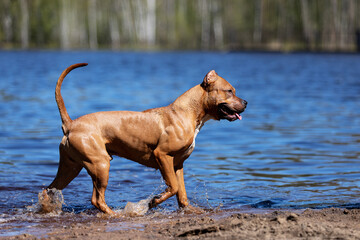 Red american pitbullterrier walks outdoor at summer