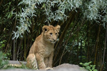 Überlebt!  -Junger Löwe - Tierporträt- Das Tier wird mit seinen Geschwistern vom Vater aufgezogen. Es hatte überlebt, als die Mutter ihre 5 Jungen angriff und 3 von diesen tötete.